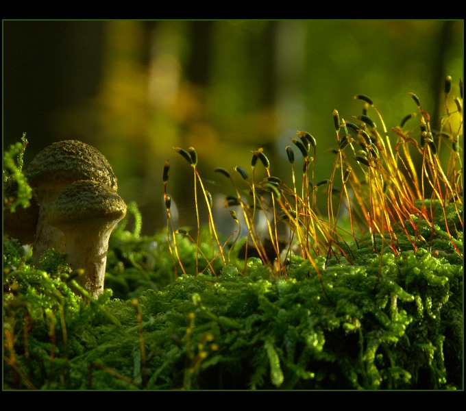 photo "Attack of the Clones" tags: nature, macro and close-up, flowers