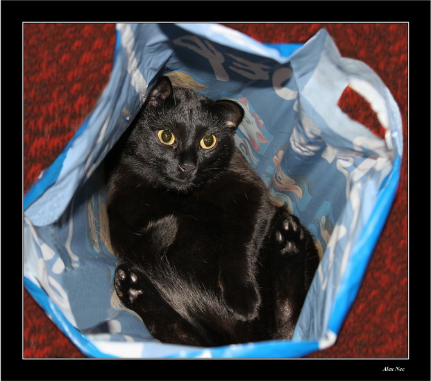 photo "Cat in a bag (gift) ;-)))" tags: humor, misc., 