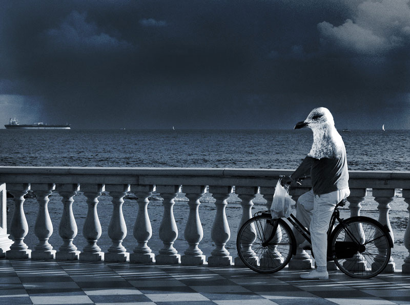 photo "The dream of a seagull" tags: landscape, water