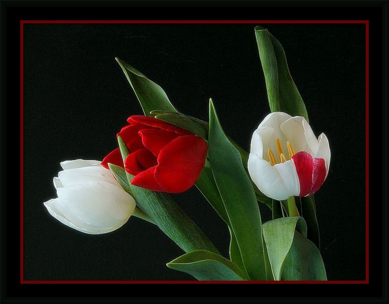 photo "white, red and a flash of pink" tags: nature, flowers