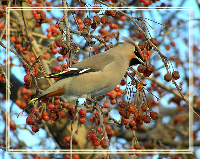 photo "Waxwing" tags: nature, wild animals