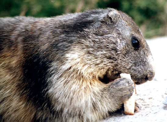фото "A marmot" метки: природа, портрет, дикие животные
