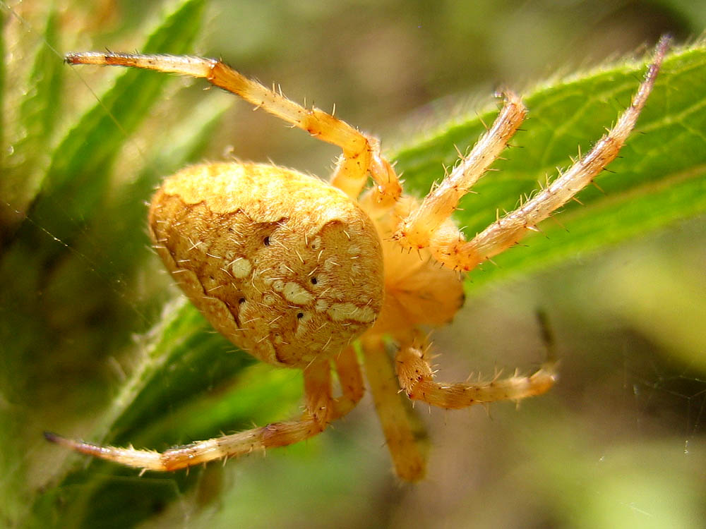 photo "Spider" tags: nature, macro and close-up, insect