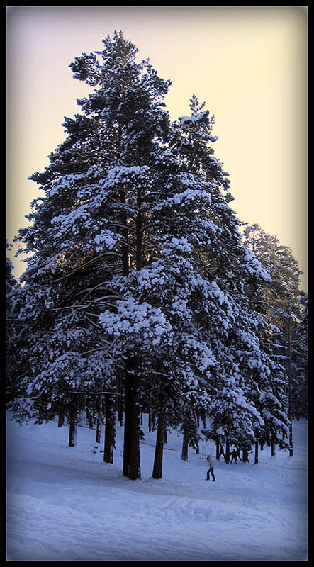 photo "Schon lange stehe ich hier..." tags: landscape, forest, winter