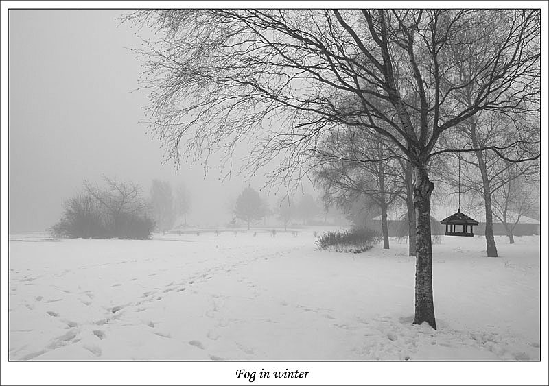 фото "Fog in winter" метки: пейзаж, черно-белые, зима