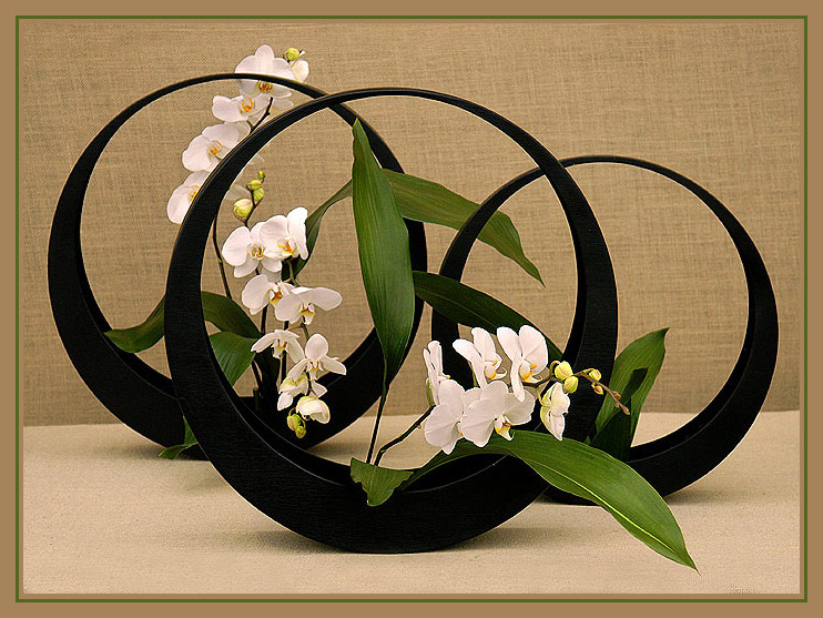 фото "Orchids and Circles" метки: природа, натюрморт, цветы