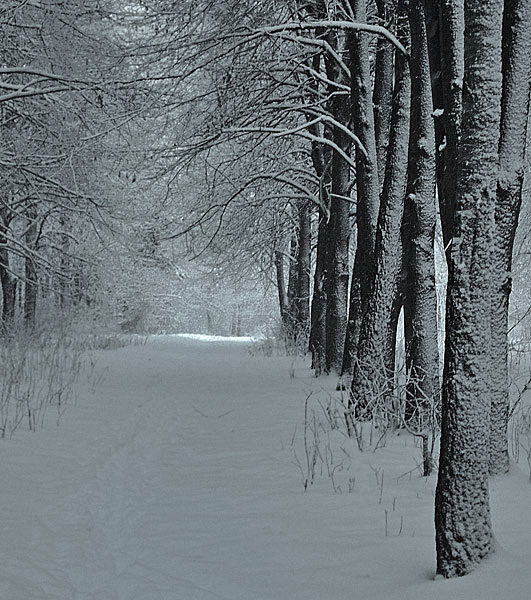 photo "Trees in a snow" tags: landscape, winter