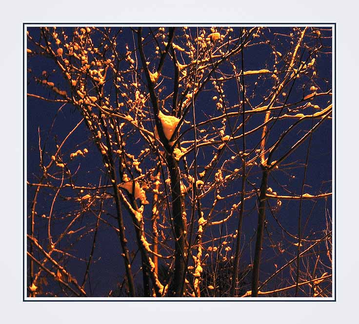 photo "Winterbluemen" tags: landscape, night, winter