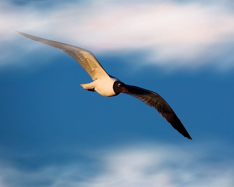 photo "Laughing Gull in the Clouds" tags: nature, landscape, clouds, wild animals