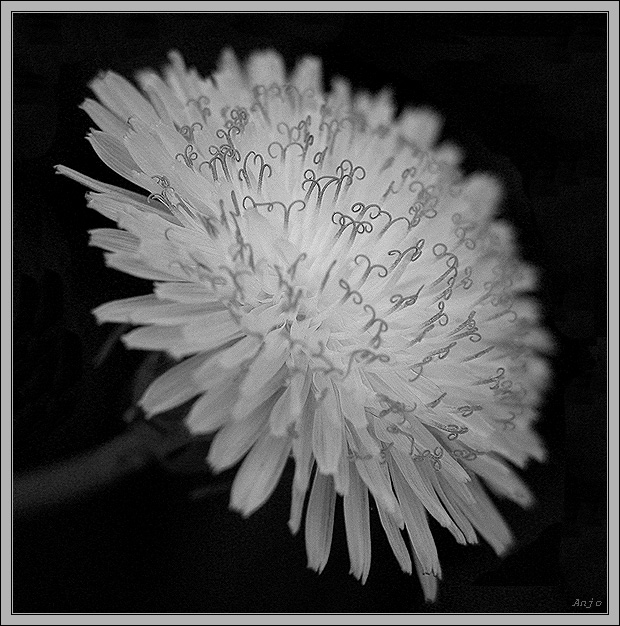 photo "*" tags: nature, black&white, flowers