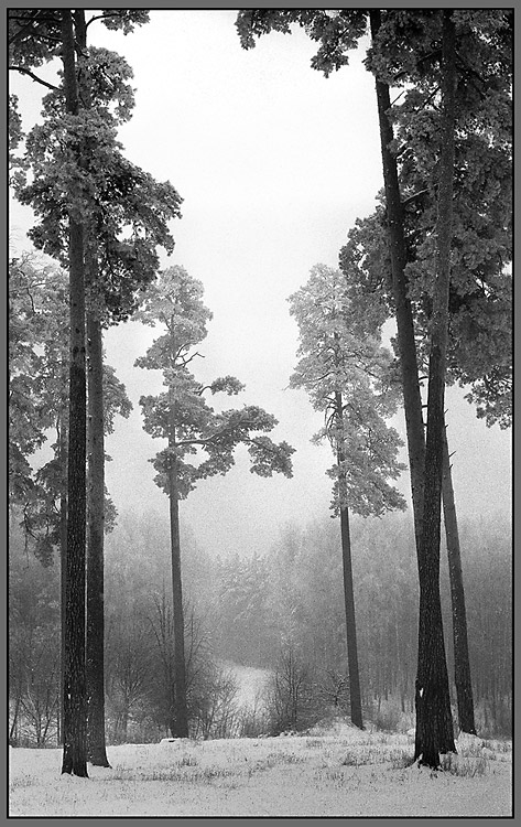 photo "Policemen of silence." tags: landscape, black&white, winter