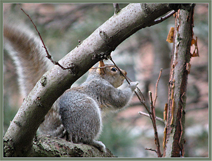 photo "Hide-and-seek" tags: nature, macro and close-up, pets/farm animals