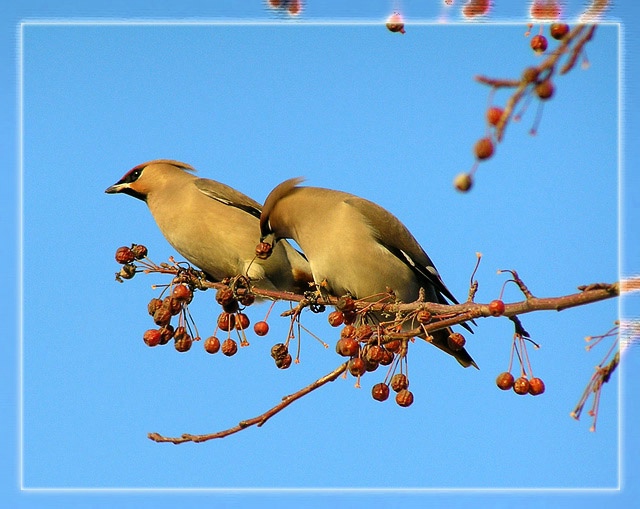 photo "Waxwings" tags: nature, wild animals