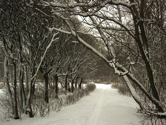 фото "узкая тропа" метки: пейзаж, природа, зима