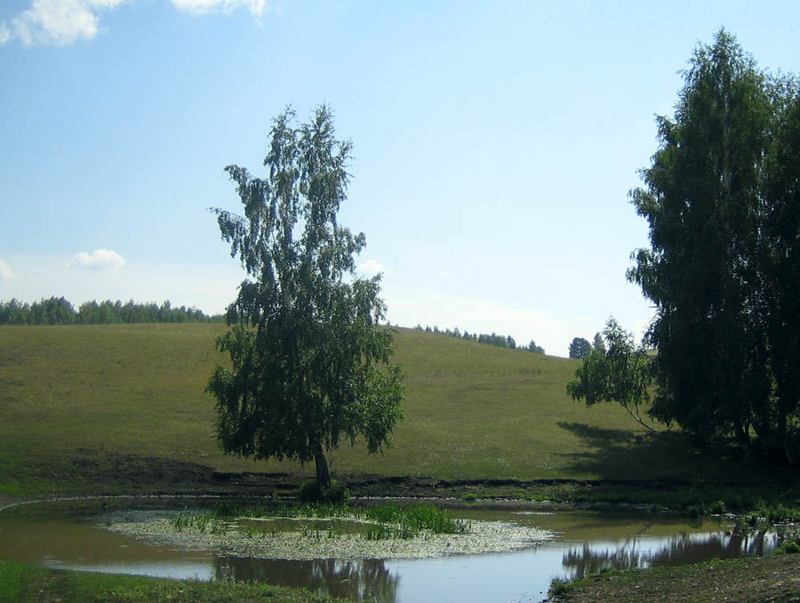 photo "Summer" tags: landscape, forest, summer