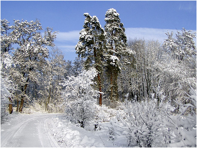 photo "zima 1" tags: landscape, winter