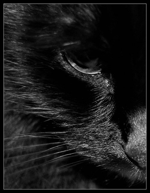 photo "black velvet (repost)" tags: nature, black&white, pets/farm animals