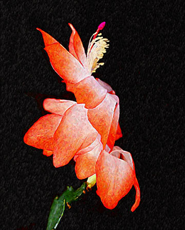 photo "Christmas Cactus" tags: nature, macro and close-up, flowers