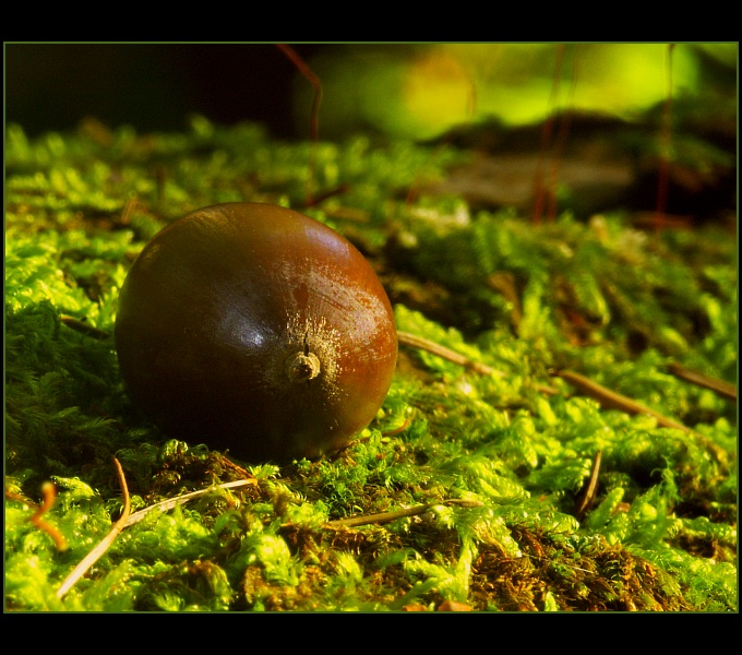 photo "()" tags: macro and close-up, 