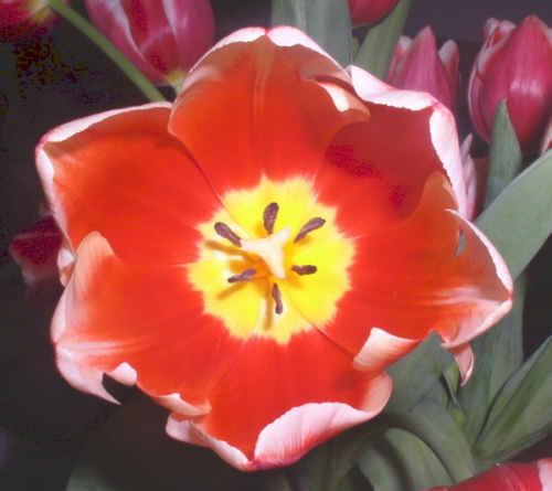 photo "Tulip" tags: nature, macro and close-up, flowers