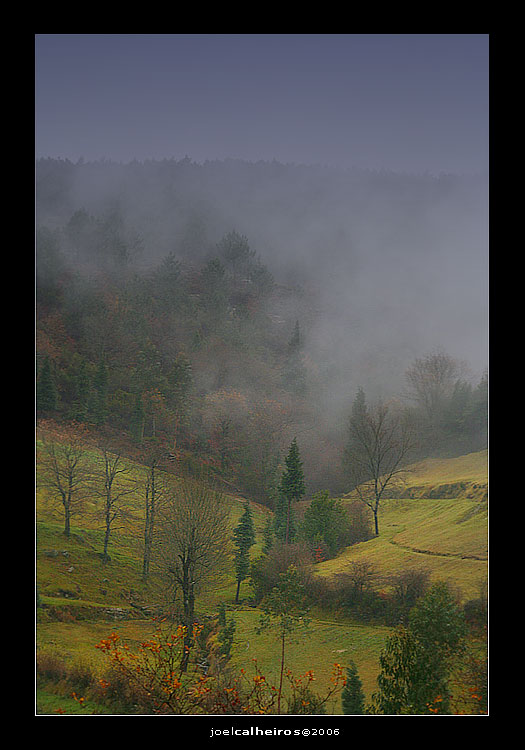 фото "Green" метки: пейзаж, лес