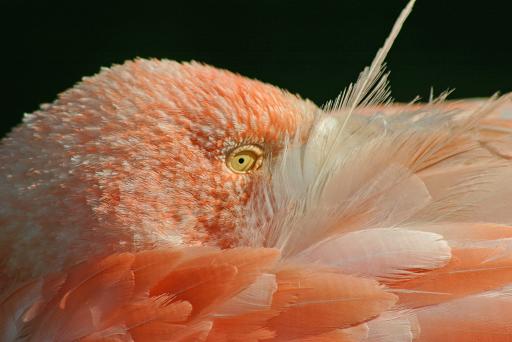 photo "flamingo" tags: nature, wild animals