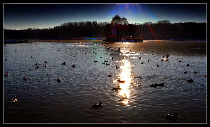 photo "Ducks on a freezing pond" tags: landscape, water