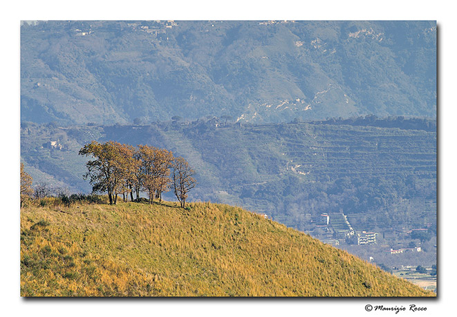 фото "Solitary trees." метки: пейзаж, горы