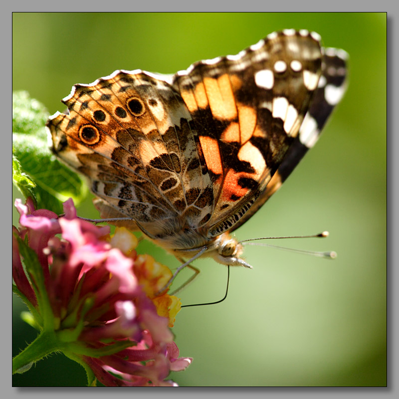 photo "Lanch" tags: nature, macro and close-up, insect