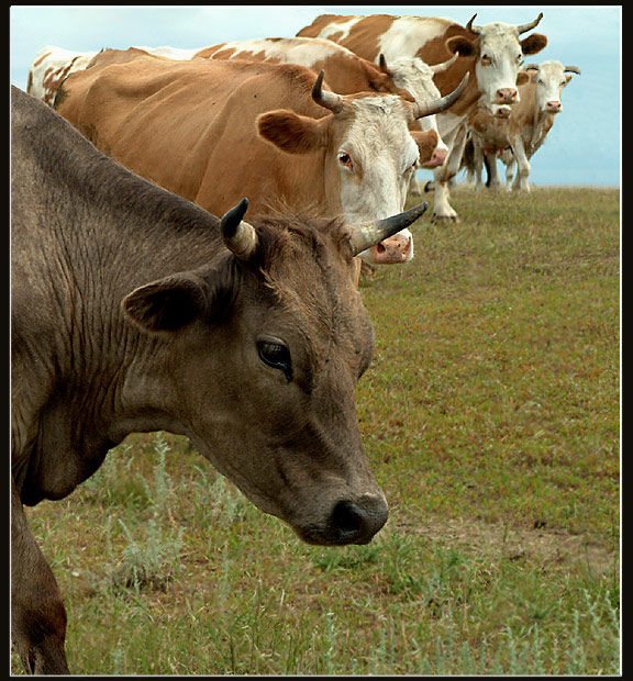 фото "Равнение... напра-во!!!" метки: природа, домашние животные