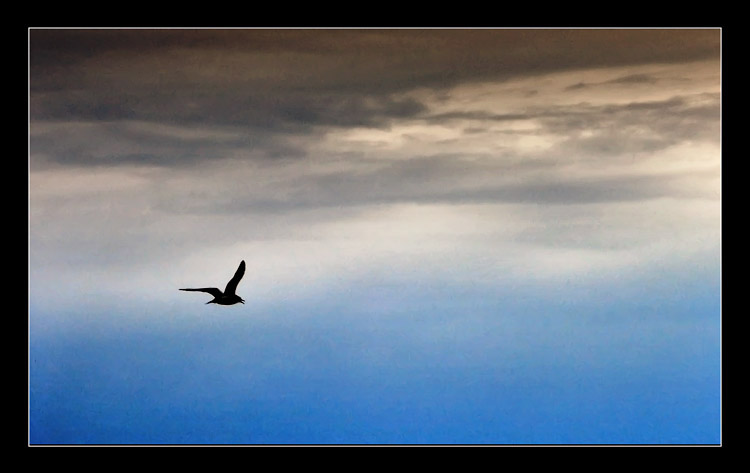 фото "freedom" метки: пейзаж, природа, дикие животные, облака