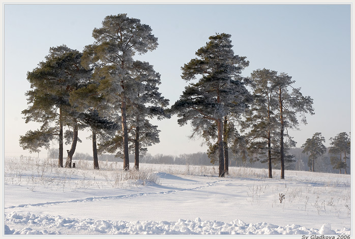 фото "***" метки: пейзаж, зима, лес