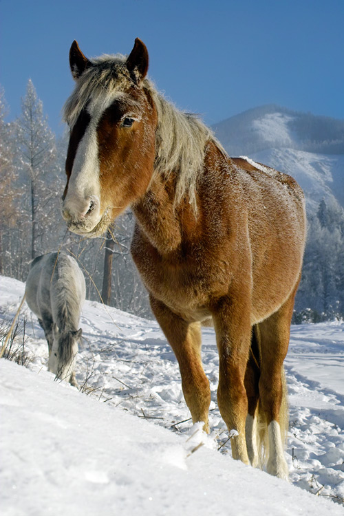 фото "All weather chewing types" метки: путешествия, природа, Азия, домашние животные