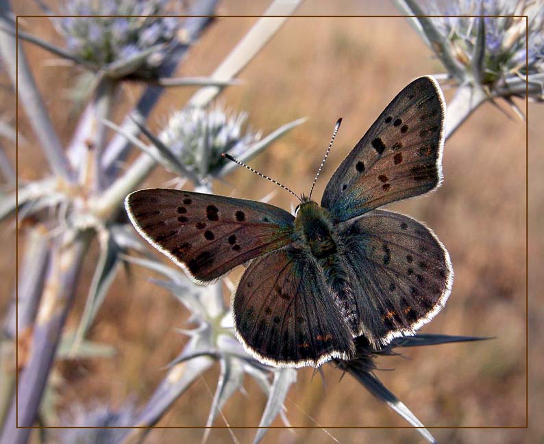 photo "Lycaena tityrus" tags: macro and close-up, nature, insect