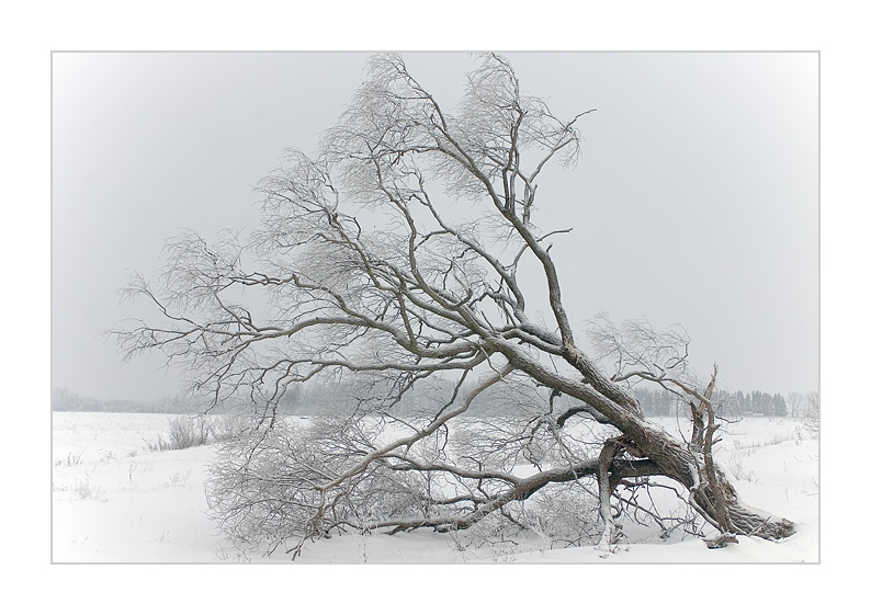 photo "***" tags: landscape, nature, flowers, winter