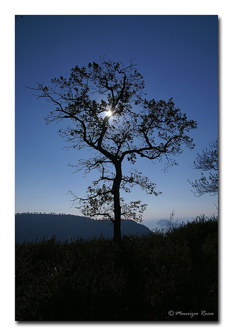 photo "Tree." tags: landscape, mountains