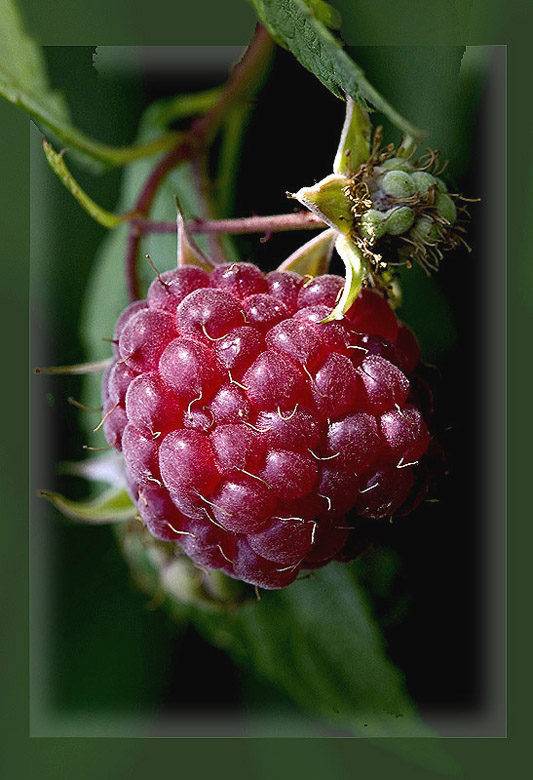 photo "Crimson light" tags: nature, macro and close-up, flowers