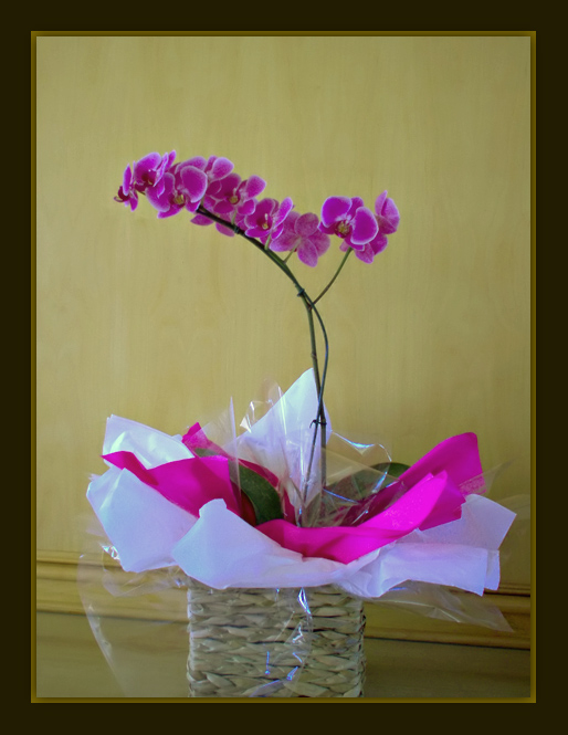 photo "Pink orchid" tags: still life, nature, flowers