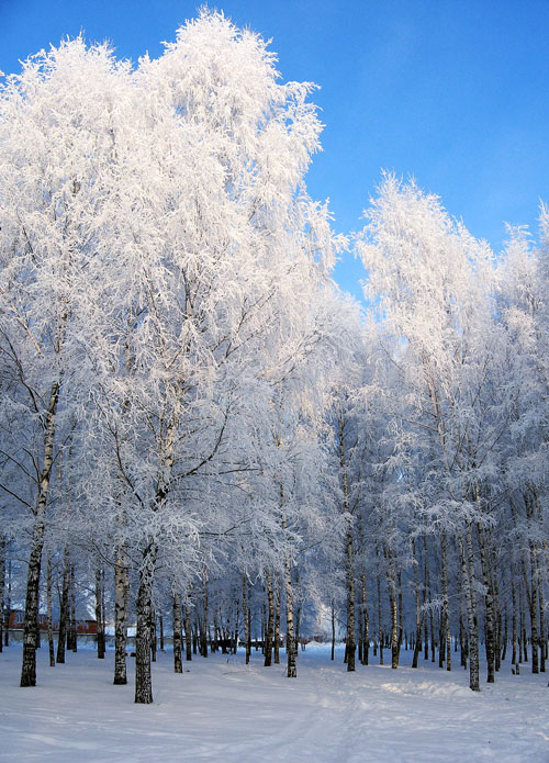 фото "Зимы Очарование!!!" метки: пейзаж, зима, лес
