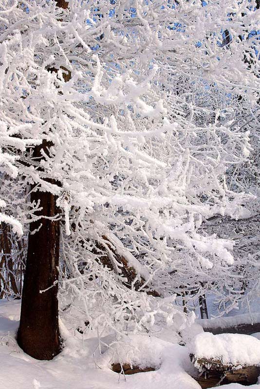 photo "Russian winter" tags: landscape, winter