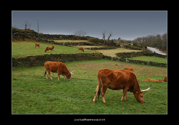 photo "Geres" tags: landscape, nature, pets/farm animals