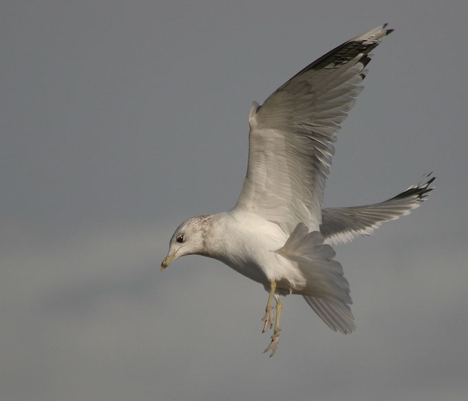 photo "in the flight" tags: , 