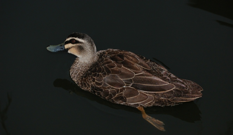фото "Duck" метки: природа, дикие животные