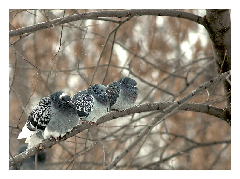 photo "In Moscow - a  hard frost !" tags: nature, 
