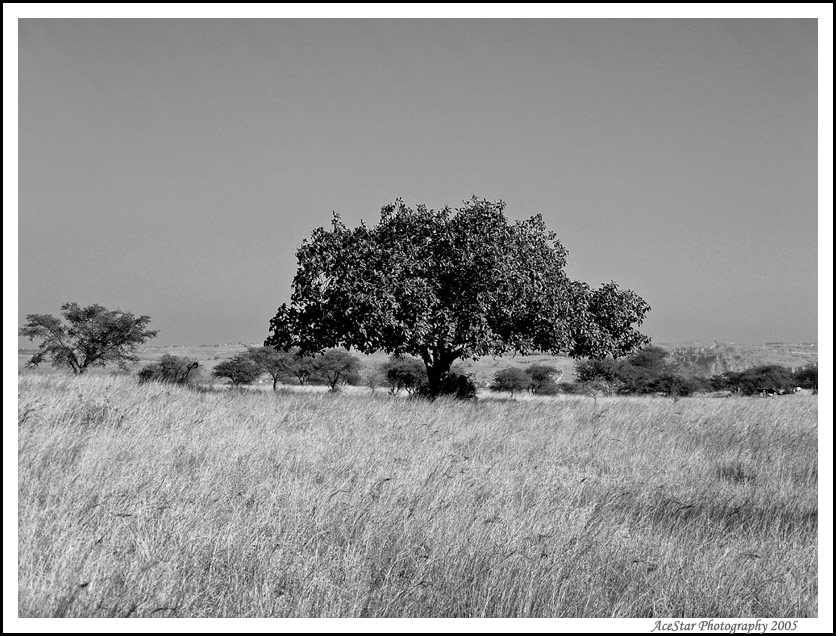фото "Desert Tree" метки: пейзаж, горы