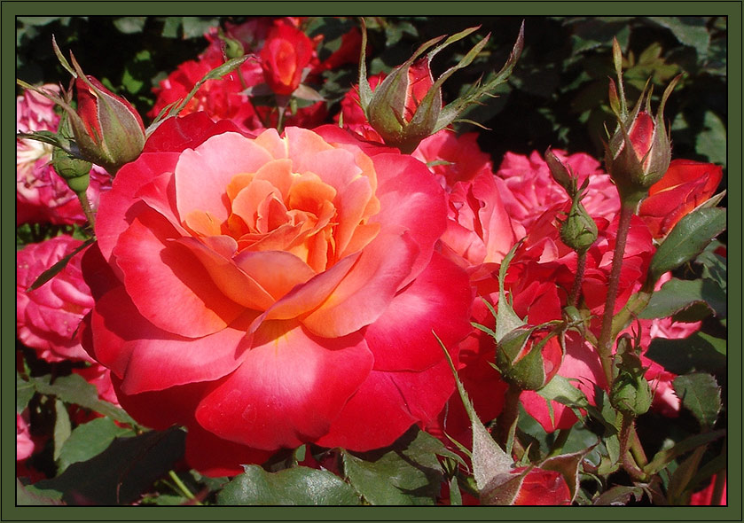 photo "water colour of the summer" tags: nature, macro and close-up, flowers