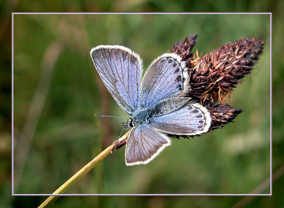 фото "Plebejus idas" метки: макро и крупный план, природа, насекомое