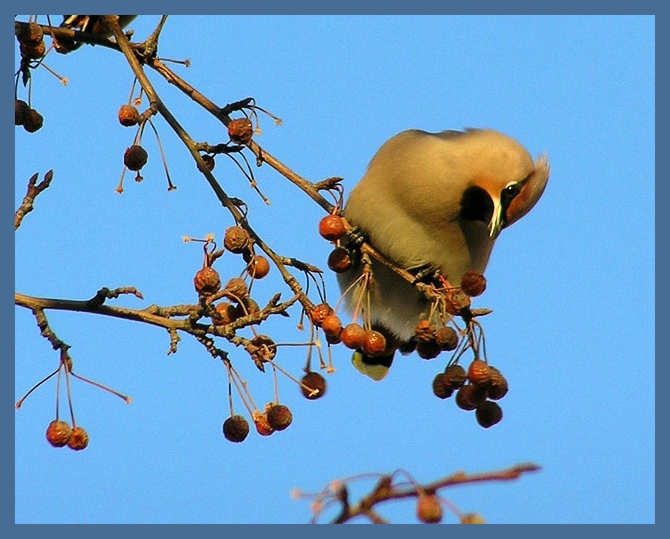 photo "Coquette" tags: nature, wild animals