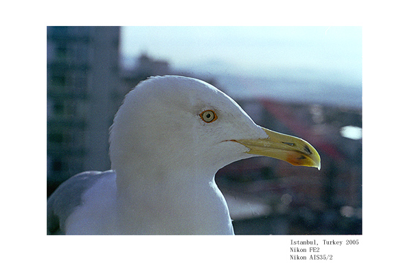 photo "Seagull" tags: nature, wild animals