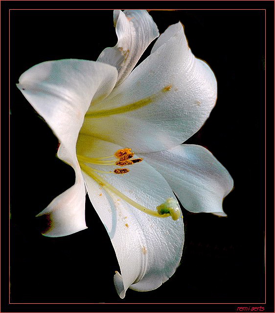 photo "Lilium" tags: nature, macro and close-up, flowers